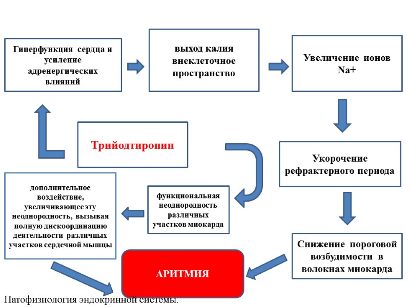 Трийодтиронин выход калия внеклеточное пространство Увеличение  ионов Nа+ Укорочение  рефрактерного периода Снижение